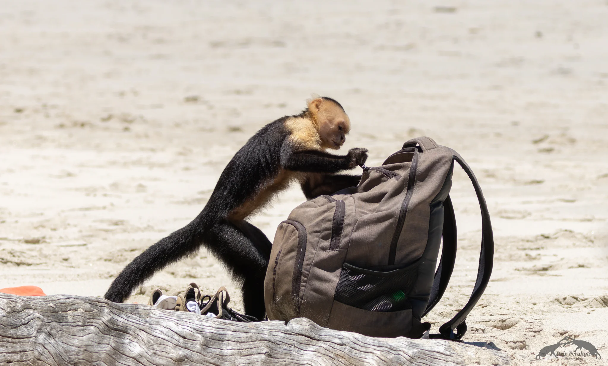 Capuchin monkey, Monteverde